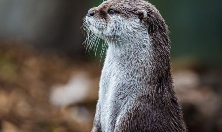 Dreaming of Otters: 7 Meanings and Symbolisms