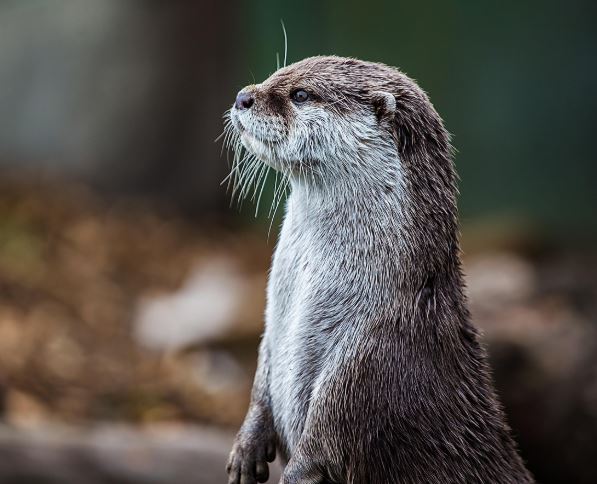Dreaming of Otters: 7 Meanings and Symbolisms