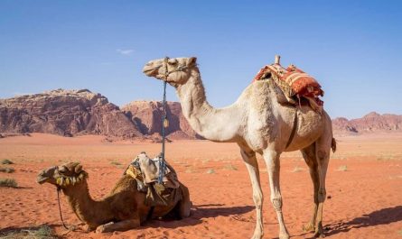 Dreaming of Camels: 19 Meanings and Symbolisms