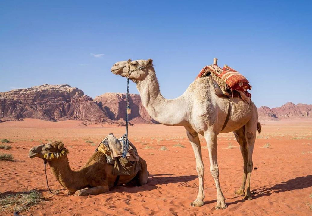 Dreaming of Camels: 19 Meanings and Symbolisms