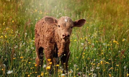 Dreaming of a Calf: 17 Meanings and Symbolisms