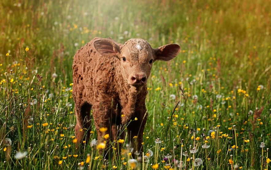 Dreaming of a Calf: 17 Meanings and Symbolisms