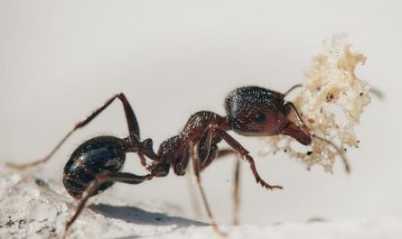 Dreaming of Ants: 14 Meanings and Symbolisms