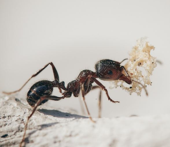 Dreaming of Ants: 14 Meanings and Symbolisms