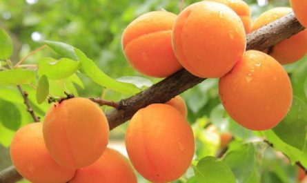 Dreaming of Apricots: 10 Meanings and Symbolisms