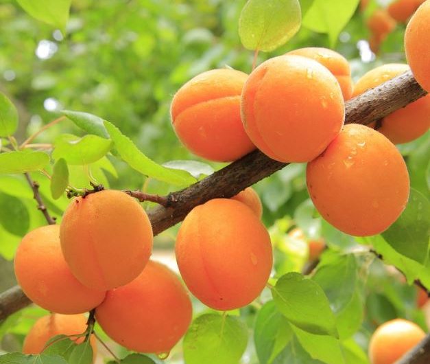 Dreaming of Apricots: 10 Meanings and Symbolisms