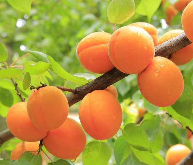 Dreaming of Apricots: 10 Meanings and Symbolisms