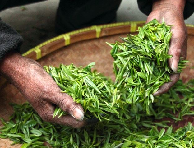 Dreaming of Harvesting: 10 Meanings and Symbolisms