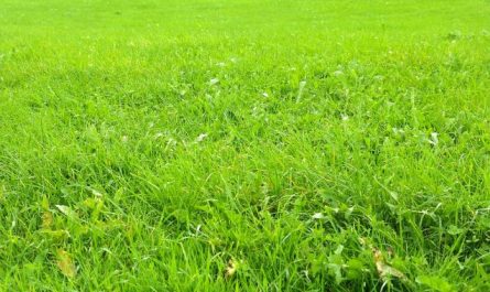 Dreaming of Green: 11 Meanings and Symbolisms