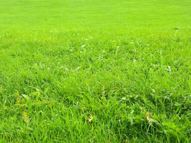 Dreaming of Green: 11 Meanings and Symbolisms