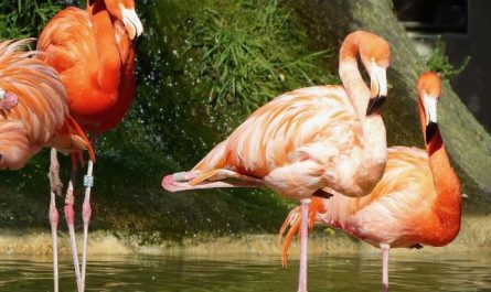 Dreaming of a Zoo: 8 Meanings and Symbolisms