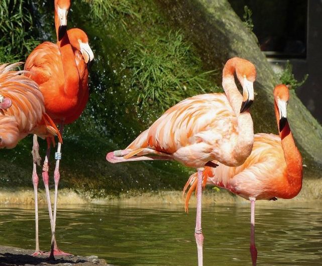 Dreaming of a Zoo: 8 Meanings and Symbolisms