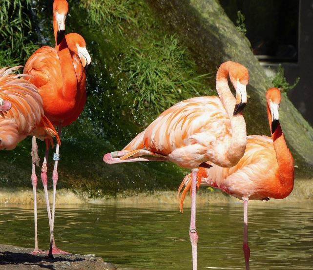 Dreaming of a Zoo: 8 Meanings and Symbolisms
