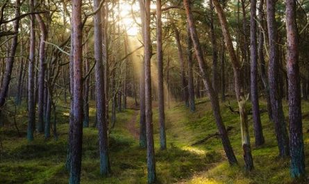Dreaming of a Forest: 10 Meanings and Symbolisms