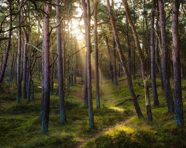 Dreaming of a Forest: 10 Meanings and Symbolisms