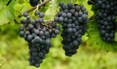 Dreaming of Grapevines: 7 Meanings and Symbolisms