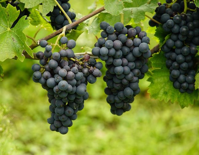 Dreaming of Grapevines: 7 Meanings and Symbolisms