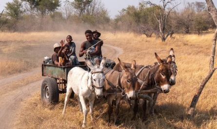 Dreaming of a Horse-Drawn Carriage: 7 Meanings and Symbolisms