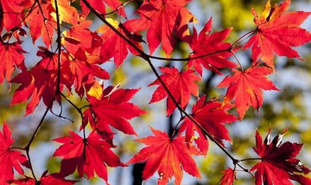 Dreaming of Autumn Leaves: 9 Meanings and Symbolisms