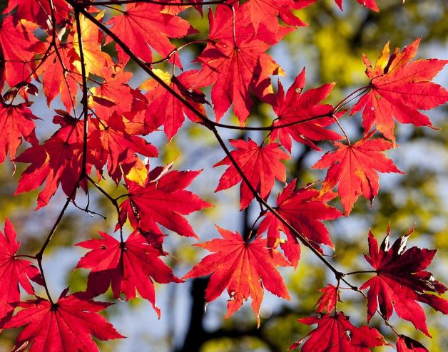 Dreaming of Autumn Leaves: 9 Meanings and Symbolisms