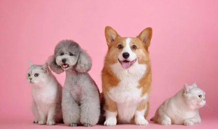 Dreaming of Dogs and Cats: 14 Meanings and Symbolisms