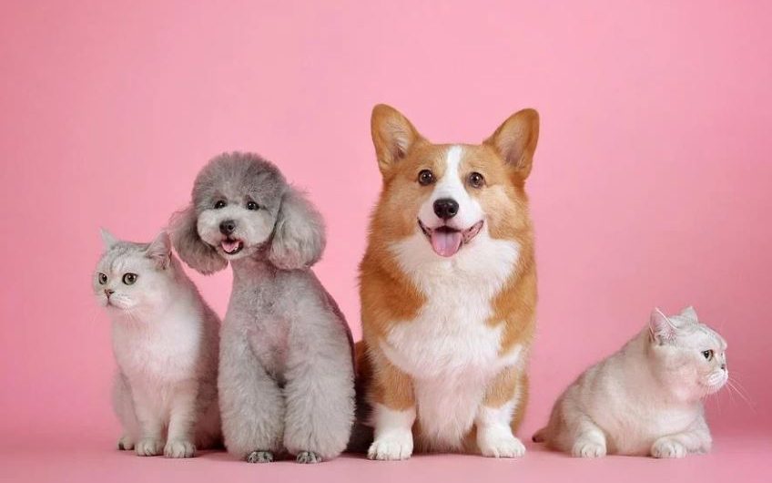 Dreaming of Dogs and Cats: 14 Meanings and Symbolisms