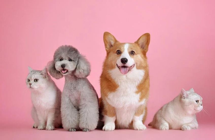Dreaming of Dogs and Cats: 14 Meanings and Symbolisms