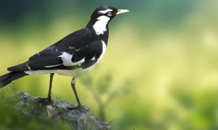 Dreaming of Magpies: 12 Meanings and Symbolisms