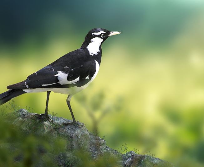 Dreaming of Magpies: 12 Meanings and Symbolisms