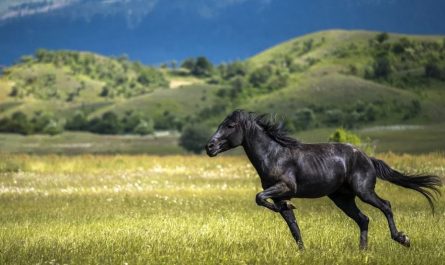 Dreaming of a Black Horse: 15 Meanings and Symbolisms