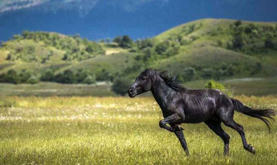 Dreaming of a Black Horse: 15 Meanings and Symbolisms