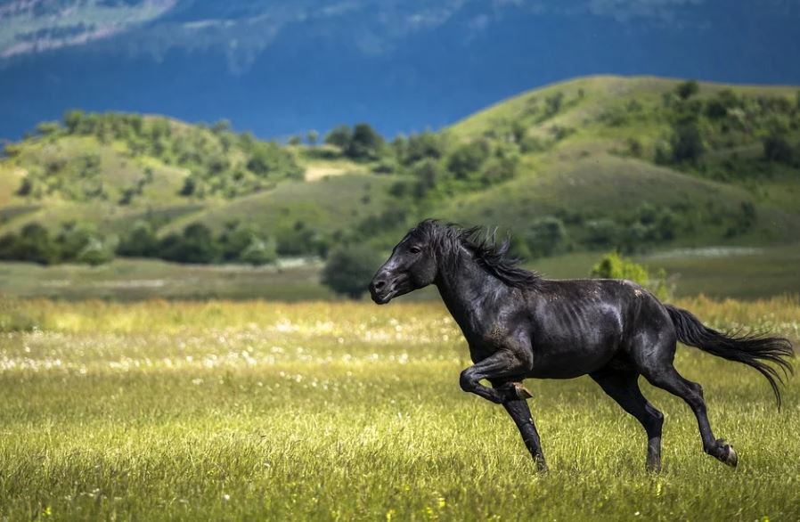 Dreaming of a Black Horse: 15 Meanings and Symbolisms