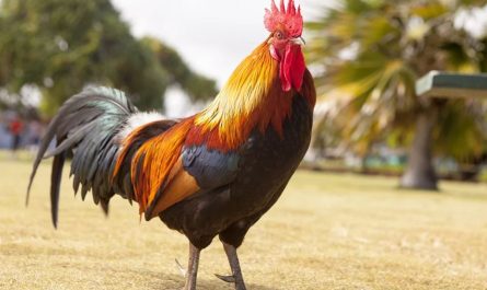 Dreaming of Chickens: 17 Meanings and Symbolisms