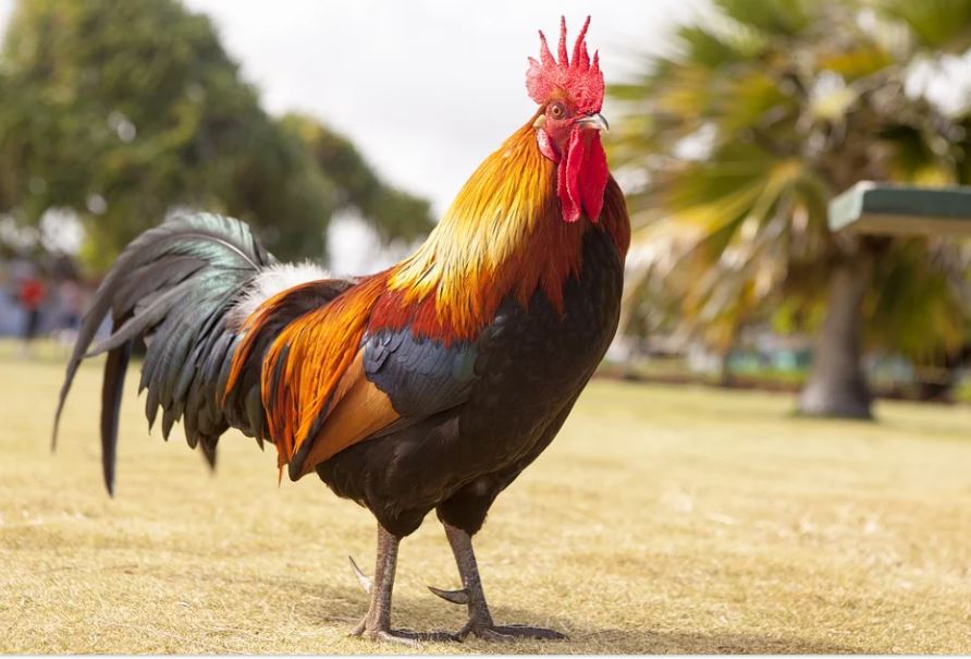 Dreaming of Chickens: 17 Meanings and Symbolisms