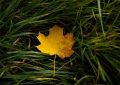 Dreaming of Fallen Leaves: 7 Meanings and Symbolisms