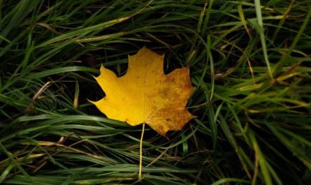 Dreaming of Fallen Leaves: 7 Meanings and Symbolisms