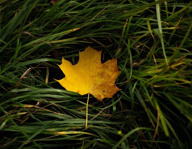 Dreaming of Fallen Leaves: 7 Meanings and Symbolisms