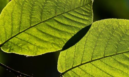 Dreaming of Leaves: 7 Meanings and Symbolisms