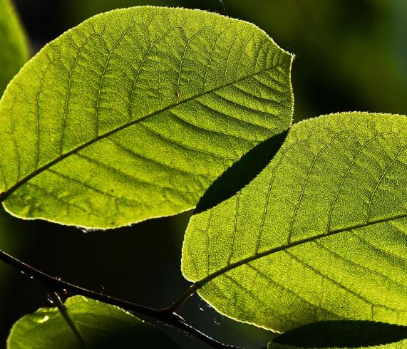 Dreaming of Leaves: 7 Meanings and Symbolisms