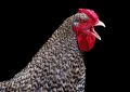 Dreaming of Being Pecked: 7 Meanings and Symbolisms