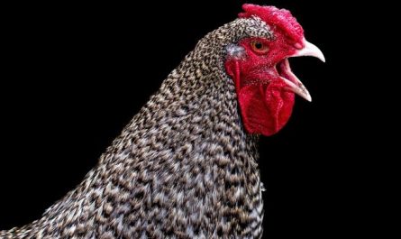 Dreaming of Being Pecked: 7 Meanings and Symbolisms