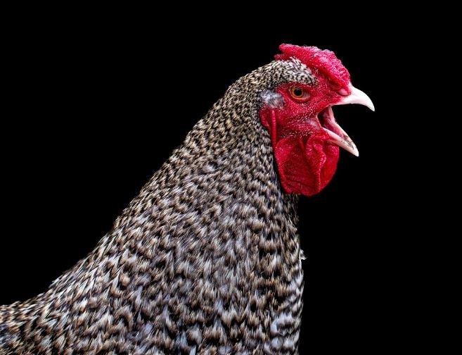 Dreaming of Being Pecked: 7 Meanings and Symbolisms
