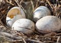 Dreaming of Hatching: 8 Meanings and Symbolisms