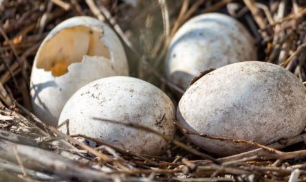 Dreaming of Hatching: 8 Meanings and Symbolisms