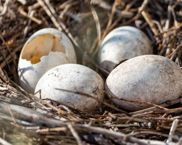 Dreaming of Hatching: 8 Meanings and Symbolisms