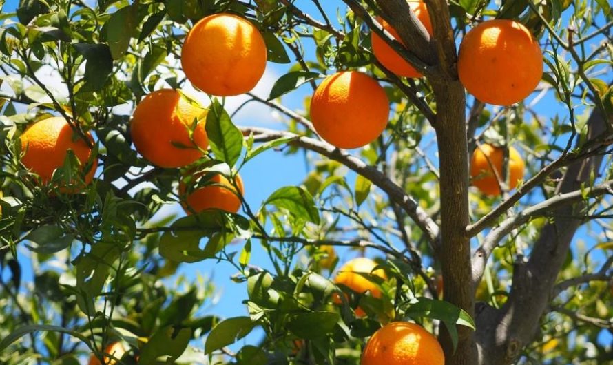 Dreaming of Oranges: 24 Meanings and Symbolisms