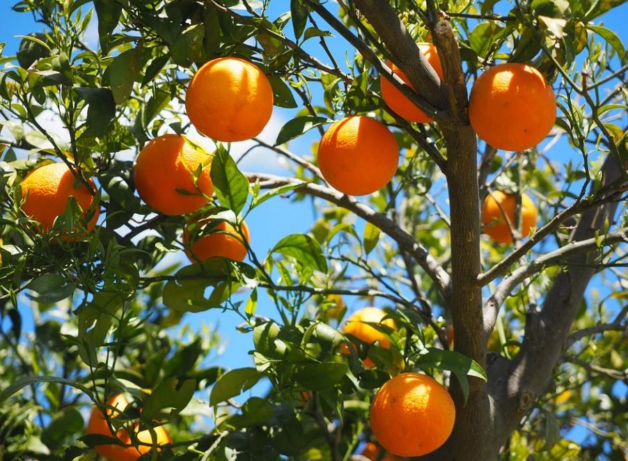 Dreaming of Oranges: 24 Meanings and Symbolisms