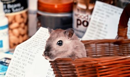 Dreaming of Hamsters : 26 Meanings and Symbolisms