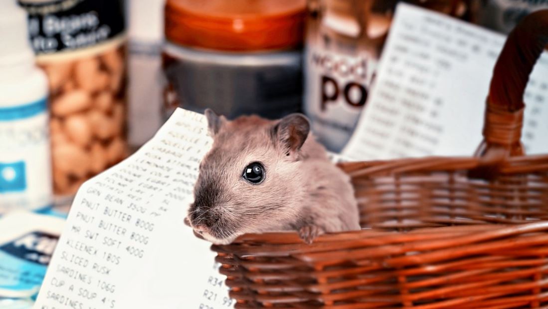Dreaming of Hamsters : 26 Meanings and Symbolisms