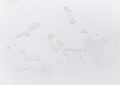 Dreaming of white : 12 Meanings and Symbolisms
